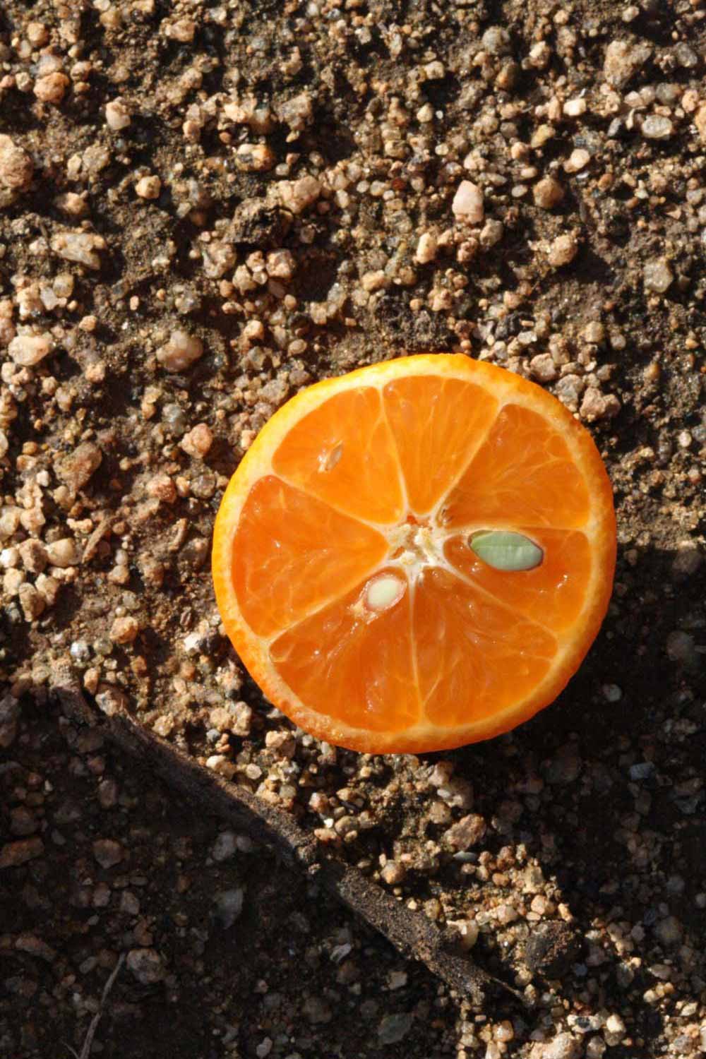              Fruit cross-section (Riverside, CA)       